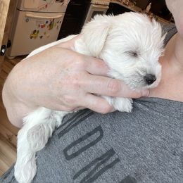 Miniature Schnauzer Puppies from Miles Family Schnauzers