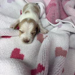 Marie - Piebald female Dachshund puppy in Lake City, Florida from My Ditzy Doxies of Florida