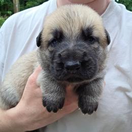Black collar boy - Sable male German Shepherd puppy in Dallas, Pennsylvania from Mountainside German Shepherds