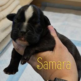 Sealed Brindle girl 7 - Brindle female Boxer puppy in Red Boiling Springs, Tennessee from Silver Rain