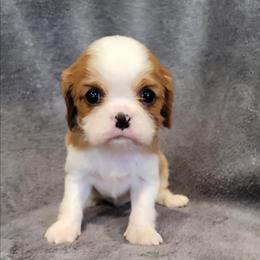 Flynn - Blenheim male Cavalier King Charles Spaniel puppy in Romeoville, Illinois from KonopkaKennelsLLC