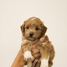 Daisy - Apricot female Goldendoodle puppy in Clarksville, Tennessee from Tennessee Goldendoodles, since 2014