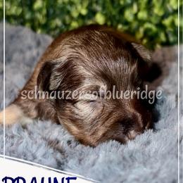 BRAUNE - Miniature Schnauzer