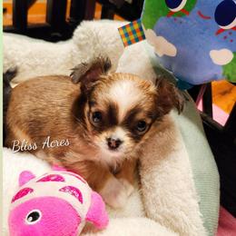 Sia - Chocolate sabled fawn female Chihuahua puppy in Ponca City, Oklahoma from Bliss Acres Farm