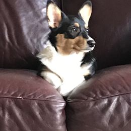 Pembroke Welsh Corgi puppies from Smiling Corgis