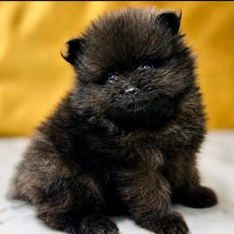 Rowan - Orange sable male Pomeranian puppy in New Lenox, Illinois from Illinois Poms