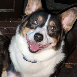 Gunner - Pembroke Welsh Corgi