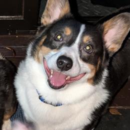 Gunner - Pembroke Welsh Corgi