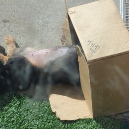 Dachshunds from Doxikota