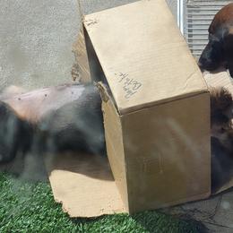 Dachshunds from Doxikota