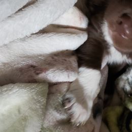 Australian Shepherd Puppies from Rafter KLF Australian Shepherds