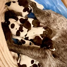 Gunner - Brown and gray male Wirehaired Pointing Griffon puppy in Shelbyville, Texas from AndersonK9Kennels Bayou Beards