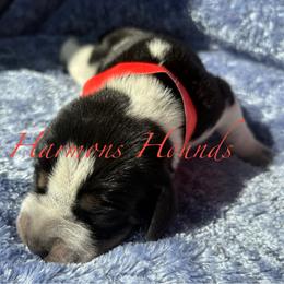 Roscoe - Blue ticked and tan male Bluetick Coonhound puppy in Mount Pleasant, Texas from Harmons Hounds