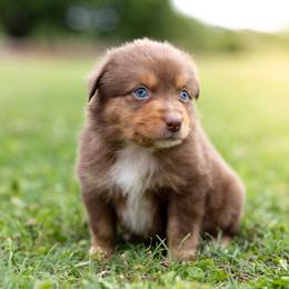 Buck - Red tri male Miniature Australian Shepherd puppy in Yantis, Texas from Marie Mini Aussies