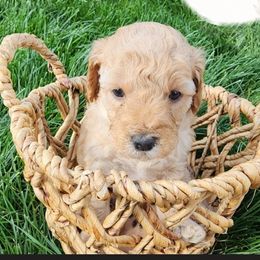 Goldendoodle Puppies from Lauralyn's Goldendoodles