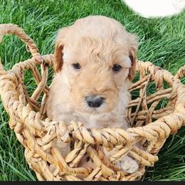 Goldendoodle Puppies from Lauralyn's Goldendoodles