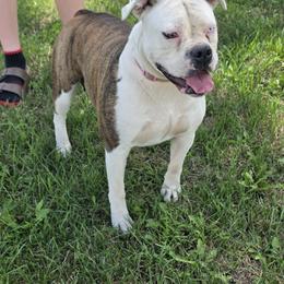 Rori - female Olde English Bulldogge puppy in Merrill, Michigan from Haase Family Kennels