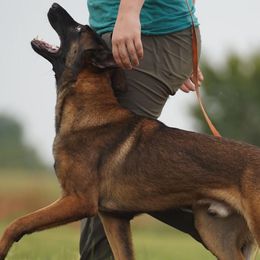 Belgian Malinois and German Shepherds from PL Training Services