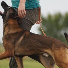 Belgian Malinois and German Shepherds from PL Training Services