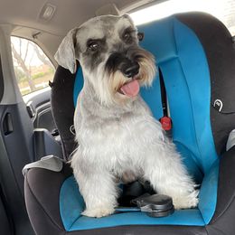 Chibi - Miniature Schnauzer