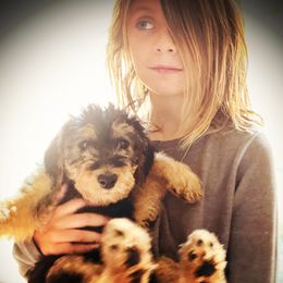 Airedale Terrier Puppies from Mar Vista