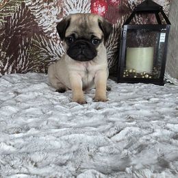 Noel - Fawn female Pug puppy in Atwood, Illinois from Peace Road Puppies