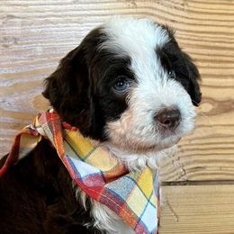 Boy 1 - Aussiedoodle puppy from Darling Doodles of Texas