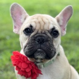 Girl 2 - female French Bulldog puppy in Sellersville, Pennsylvania from Folklore Den