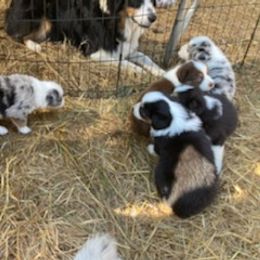Australian Shepherd Puppies from Heritage Creek Preservation Farm