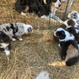 Australian Shepherd Puppies from Heritage Creek Preservation Farm