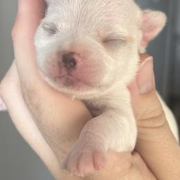 Chihuahua and French Bulldog Puppies from Sasha’s Elite Kennel LLC