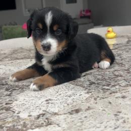 Rocky - Black tri male Miniature Australian Shepherd puppy in Sweeny, Texas from Peach Creek Minis