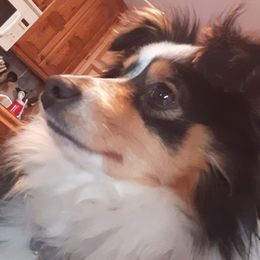 Miniature Australian Shepherd and Toy Australian Shepherd All Grown Up from Elk Creek Aussies