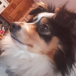 Miniature Australian Shepherd and Toy Australian Shepherd All Grown Up from Elk Creek Aussies