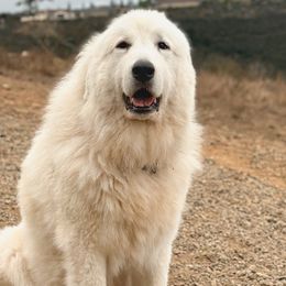 Australian Shepherds and Great Pyrenees from Faith Family Freedom Farm