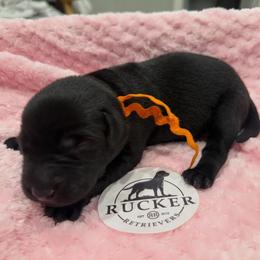 Orange Collar Black Male - Black male Labrador Retriever puppy in Gainesville, Georgia from Rucker Retrievers