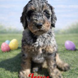 Joyce Byers - Blue merle female Bernedoodle puppy in Bennett, Colorado from Darling Paws, LLC