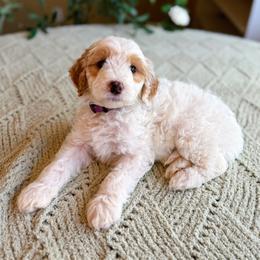 Benedict - Parti male Goldendoodle puppy in Barstow, California from Golden Desert Doodles