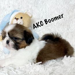Boy 1 - Red and white male Shih Tzu puppy in Greenville, South Carolina from Babyface Shih Tzu
