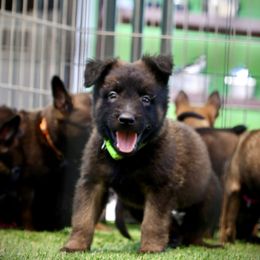 Belgian Malinois, Dutch Shepherd, and German Shepherd Puppies from Andy's Elite K9
