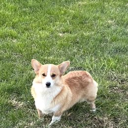 Tator Tot - Pembroke Welsh Corgi