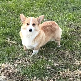 Tator Tot - Pembroke Welsh Corgi