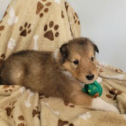 Kevin - Sable male Collie puppy in Mattoon, Illinois from Gold Leaf Collies