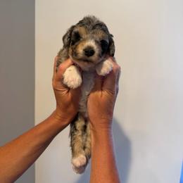 Stella - Blue merle female Bernedoodle puppy in Payson, Utah from Country Sky Doodles