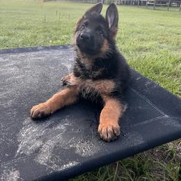 German Shepherd Puppies from Vom Rugerhaus