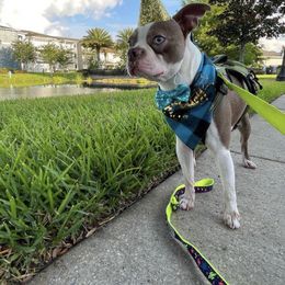 Boston Terriers from Irish Hills Farms llc