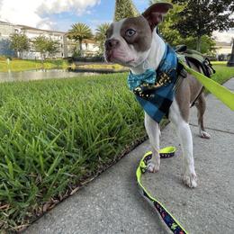 Boston Terriers from Irish Hills Farms llc