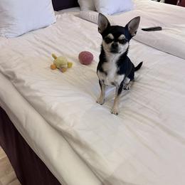 Harry - Chihuahua