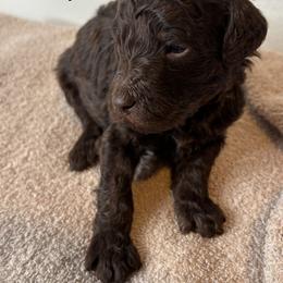 Brown Boy - Brown male Poodle puppy in Colorado Springs, Colorado from Pikes Peak Doodles