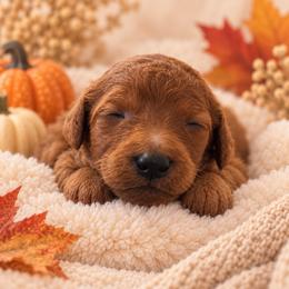 Orange collar - Red female Irish Doodle puppy in Madison, Wisconsin from Morningside Doodles